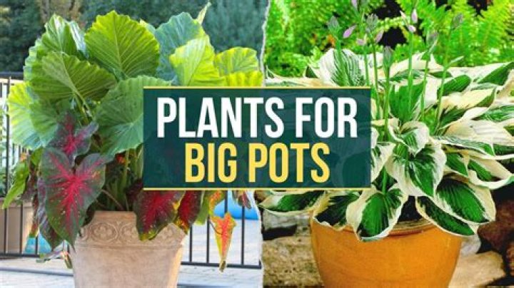 What are the best plants to plant now