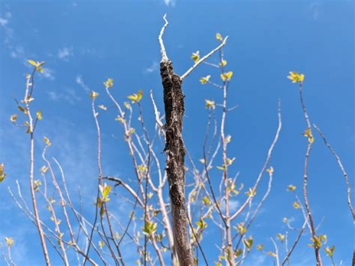 What are the black lumps on my tree