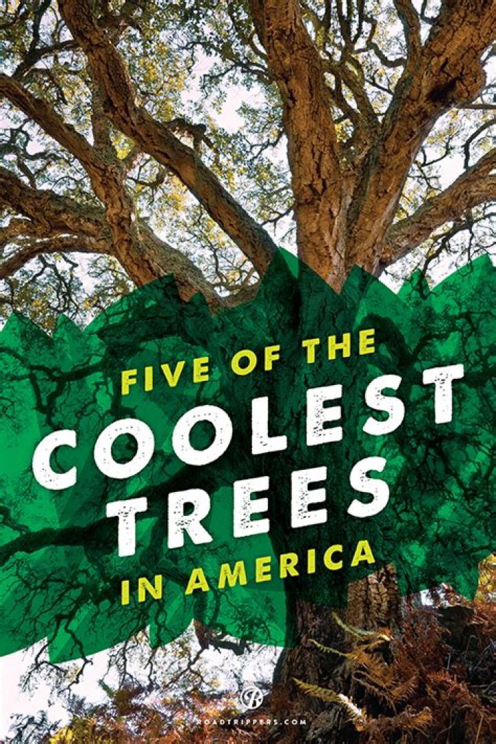 What are the coolest trees