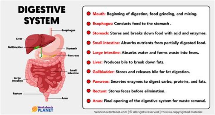 What are the five actions of the digestive system