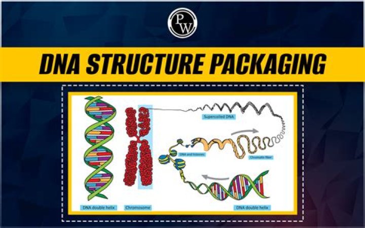 What are the four levels of DNA packaging