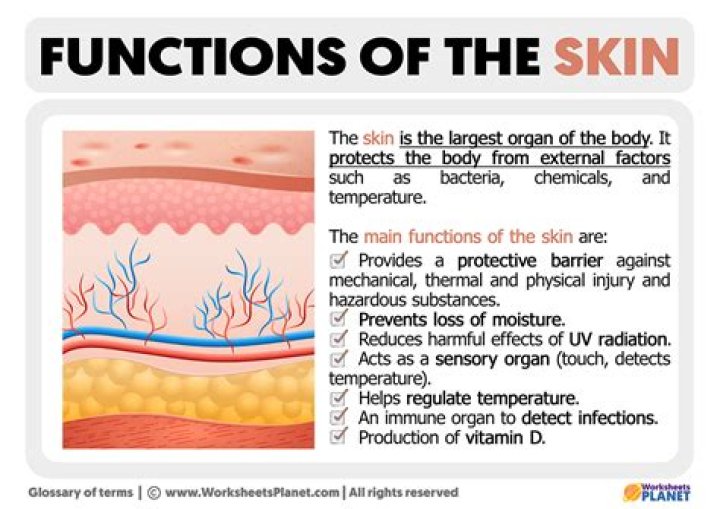 What are the functions of the skin system