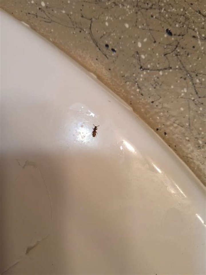 What are the little black bugs around my sink?