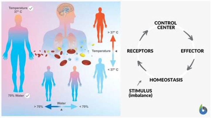 What are the main components of homeostasis