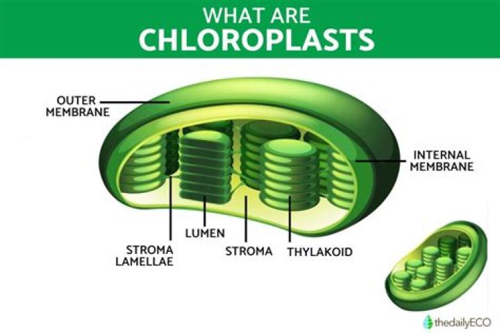 What are the major parts of a chloroplast