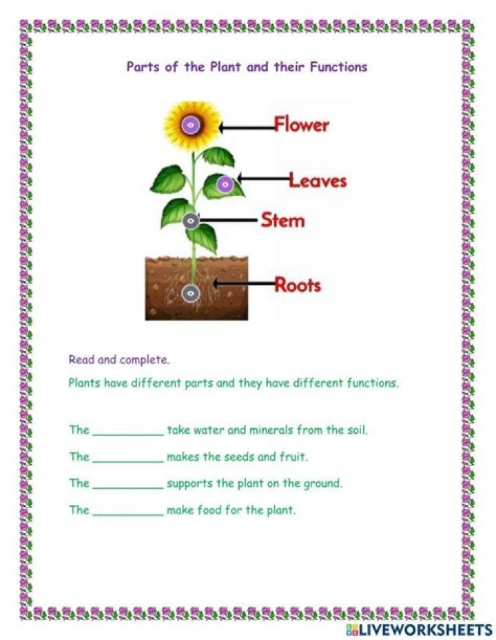 What are the parts of a flower and what are their functions