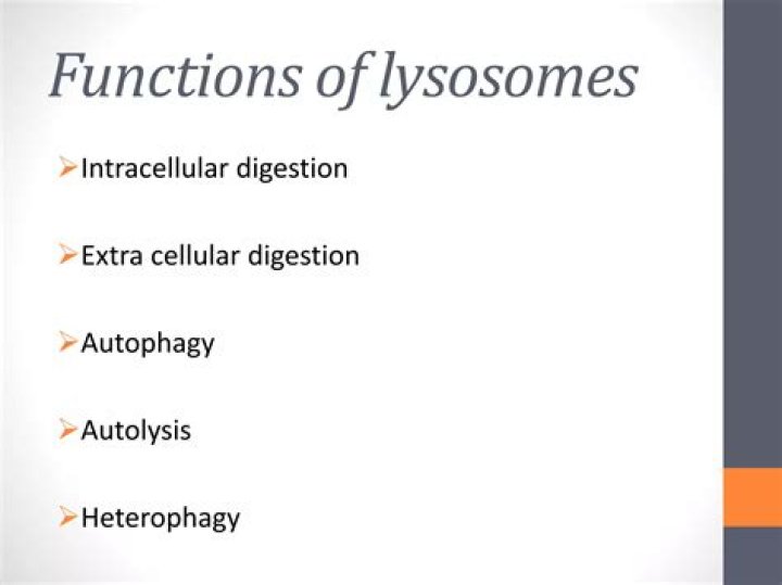 What are three functions of lysosomes