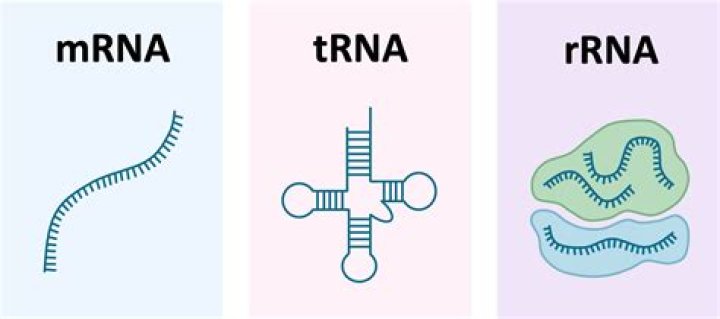 What are three types of RNA