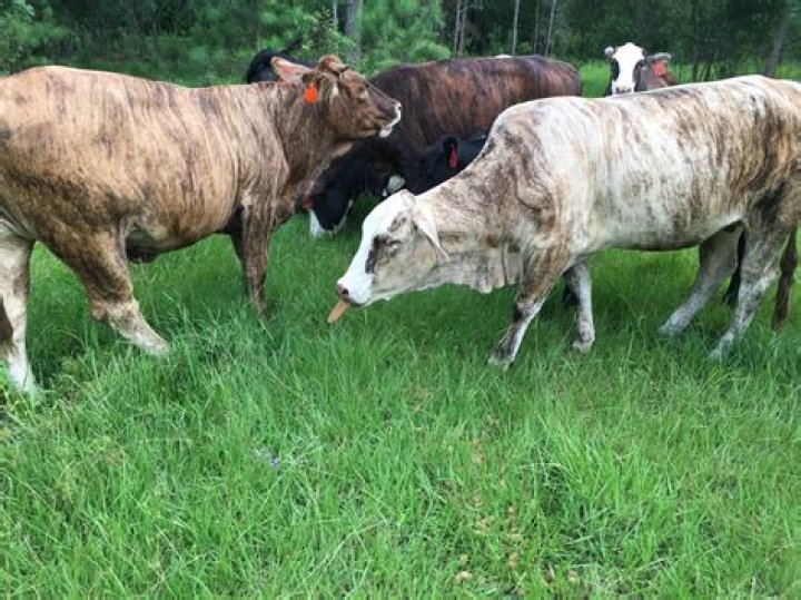 What are Tiger Stripe cattle