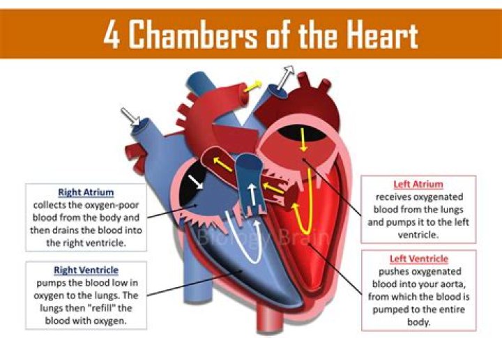 What are two differences when comparing the four chambers of the heart