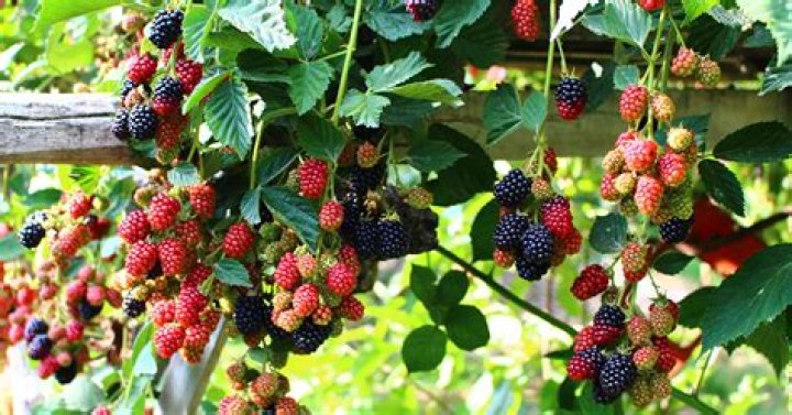 What berries grow in partial shade