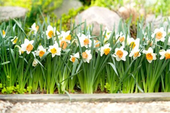 What can I do with old daffodil bulbs