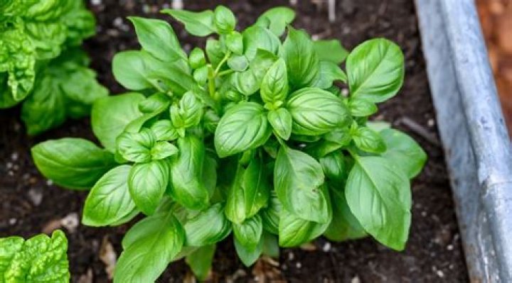 What can I do with sweet basil plant
