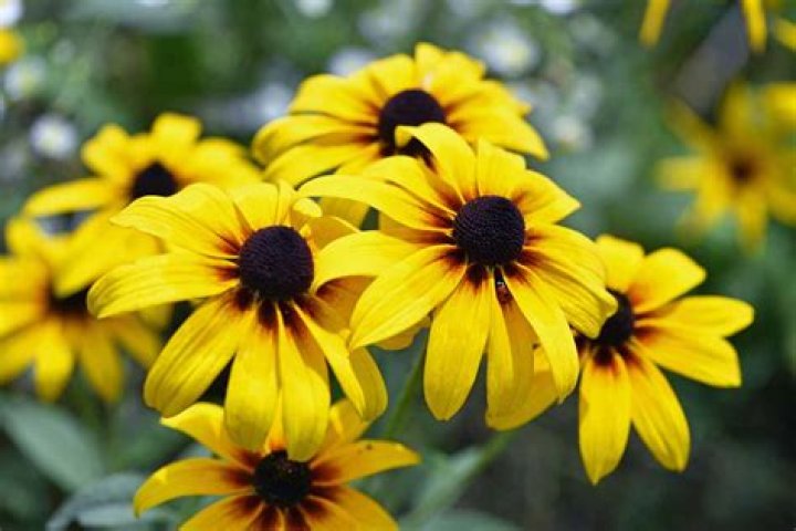 What can I plant with Rudbeckia