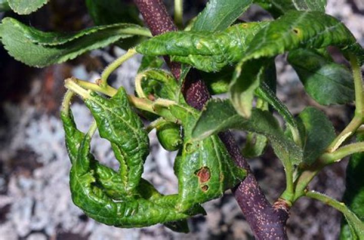 What causes raspberry leaves to curl
