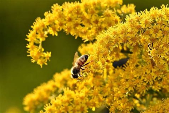 What color is goldenrod pollen