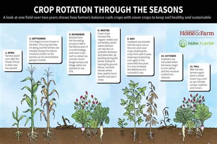 What cover crops grow in fall
