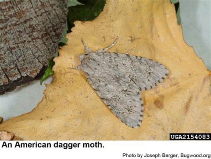 What do American dagger moths eat