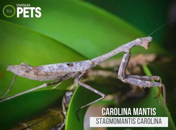 What do Carolina mantis eat