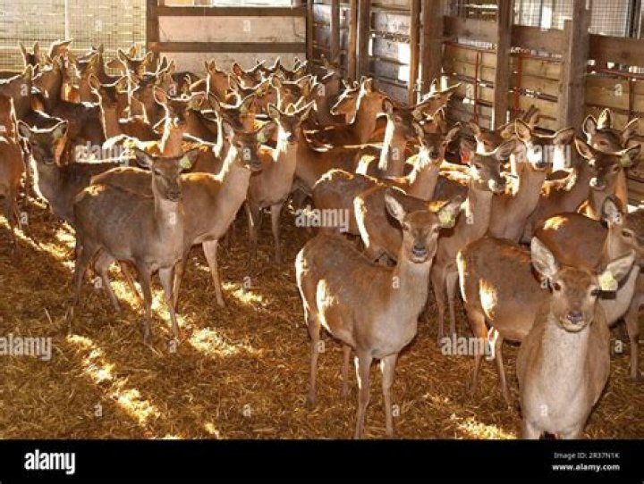 What do deer farms feed their deer