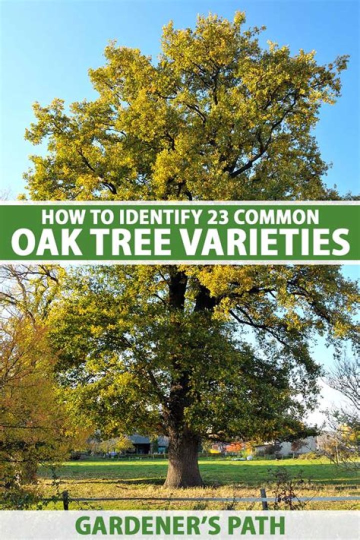 What do live oak trees look like