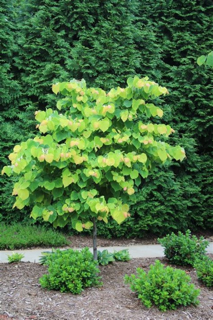 What do redbud trees look like