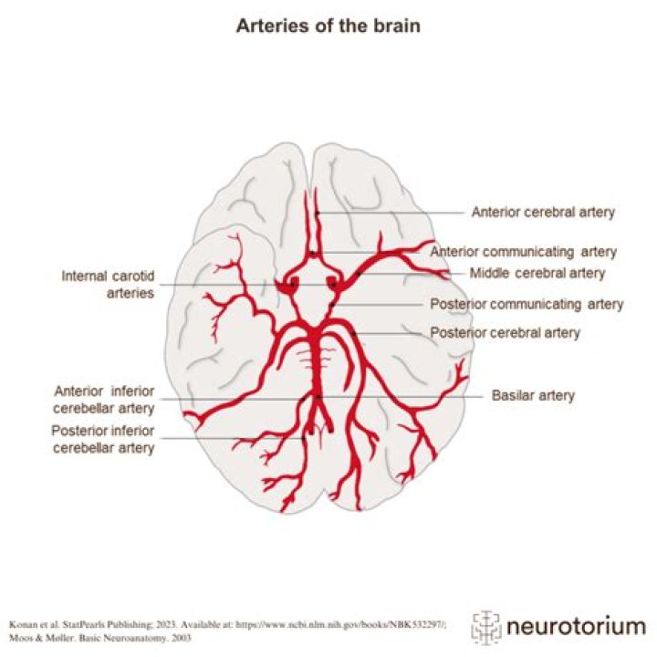 What do the pontine arteries supply