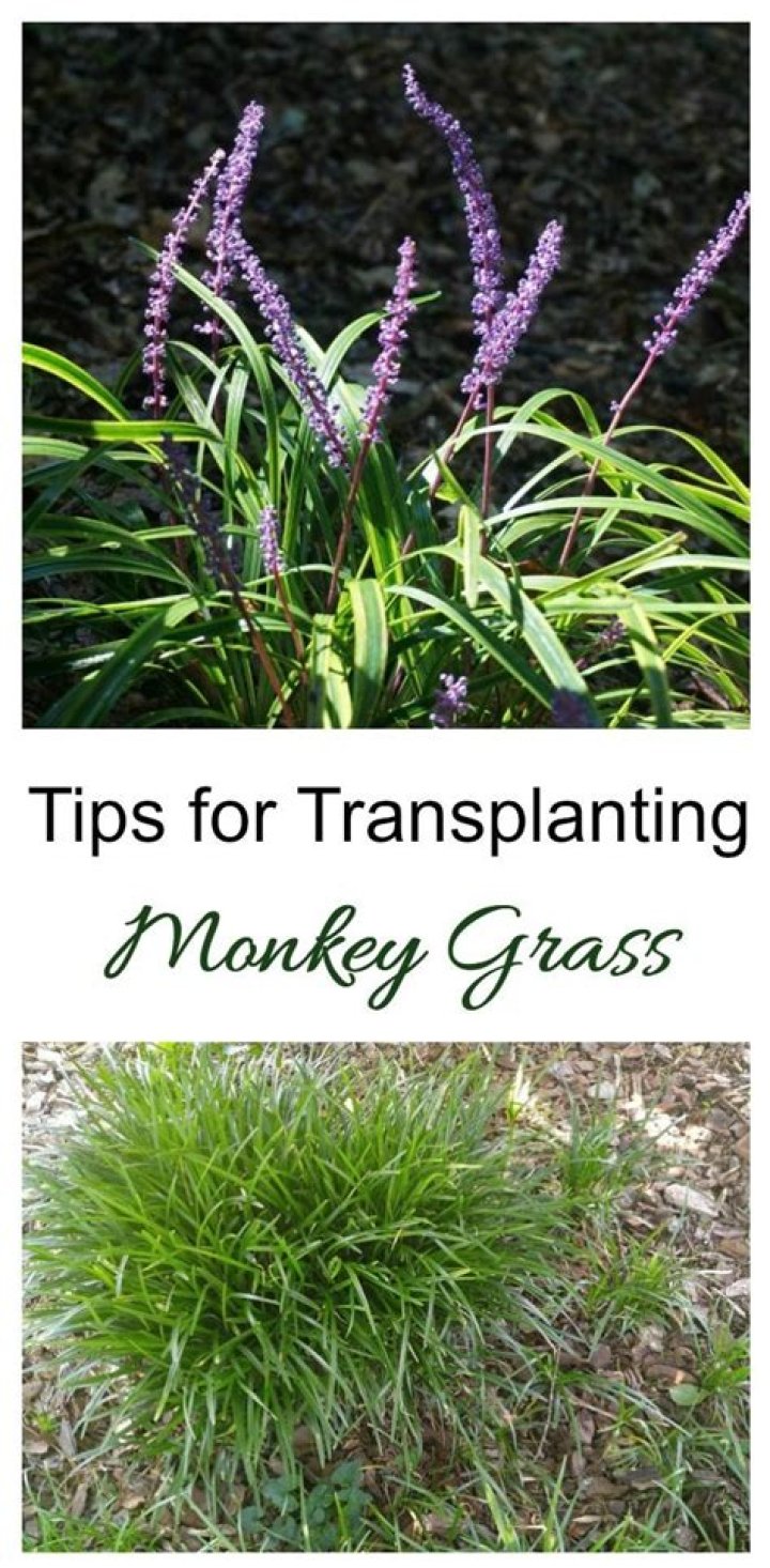 What do you do with monkey grass