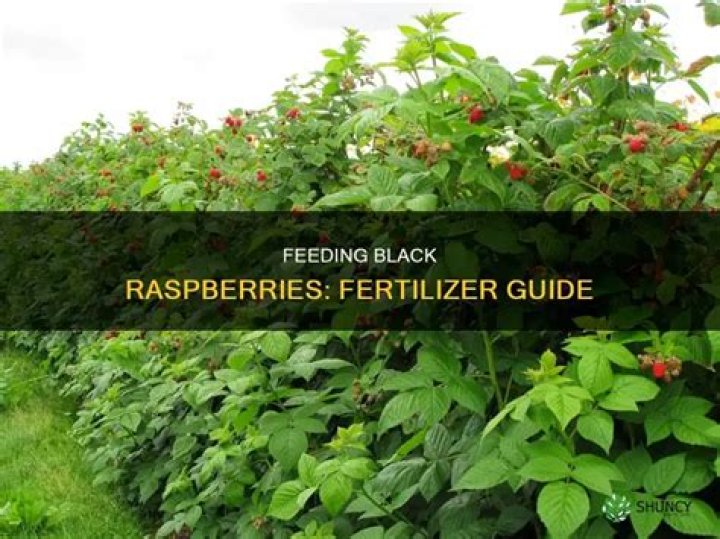 What do you feed raspberry plants