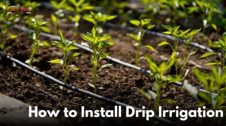 What do you need to know about drip irrigation?