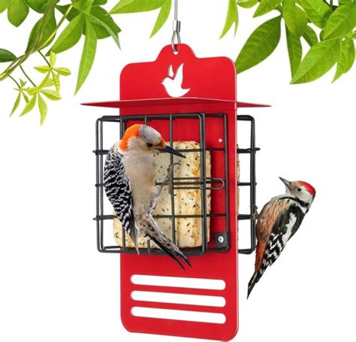 What do you put in suet feeder