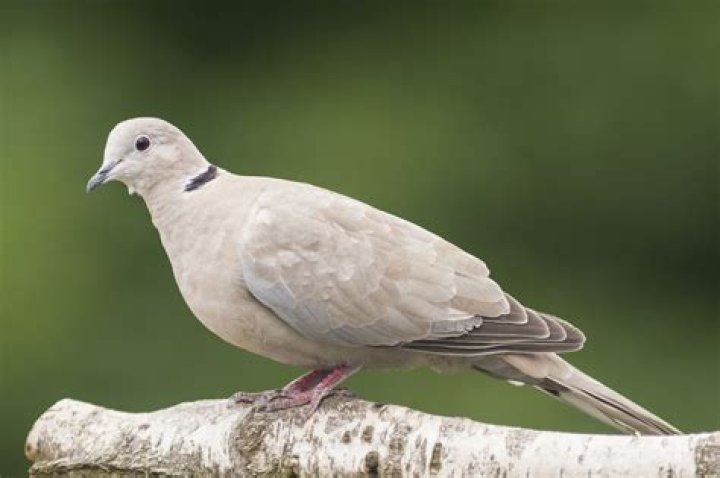 What does a collared dove symbolize