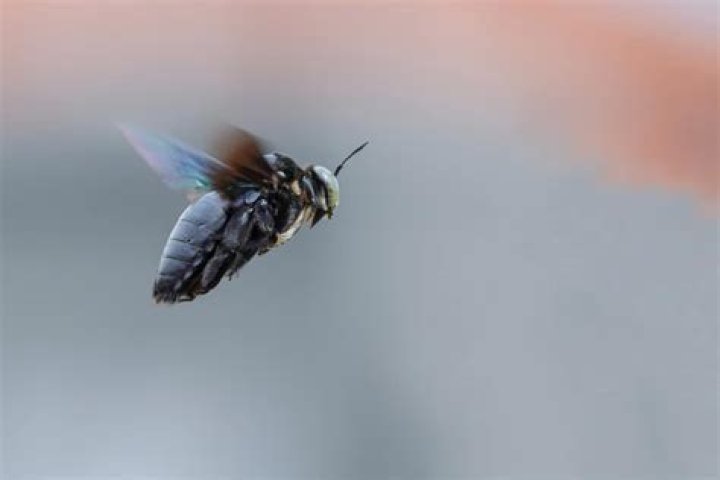 What does a flying beetle look like