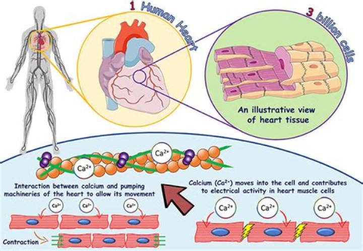 What does calcium gluconate do to the heart