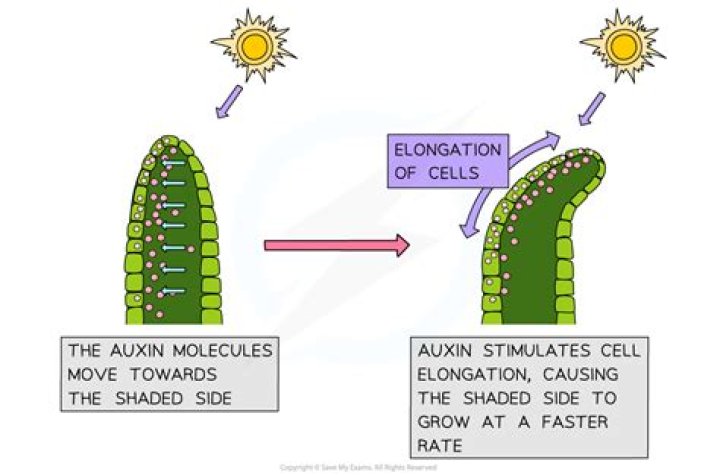 What does cell elongation mean