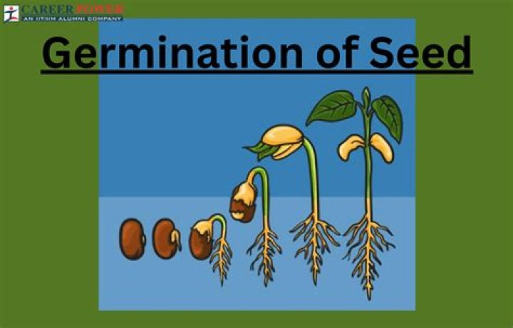 What does it mean to germinate seeds