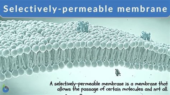 What does it mean to have a semipermeable membrane