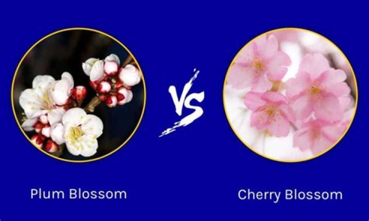 What does plum blossom mean in Chinese