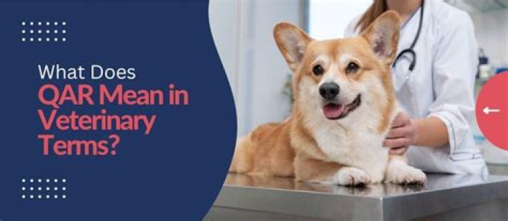 What does Qar mean in veterinary terms