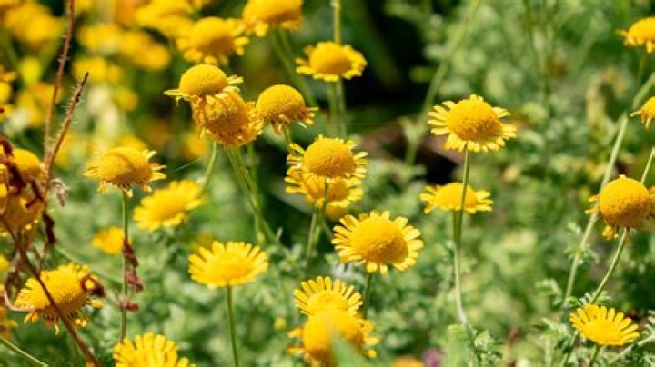 What does Roman chamomile do