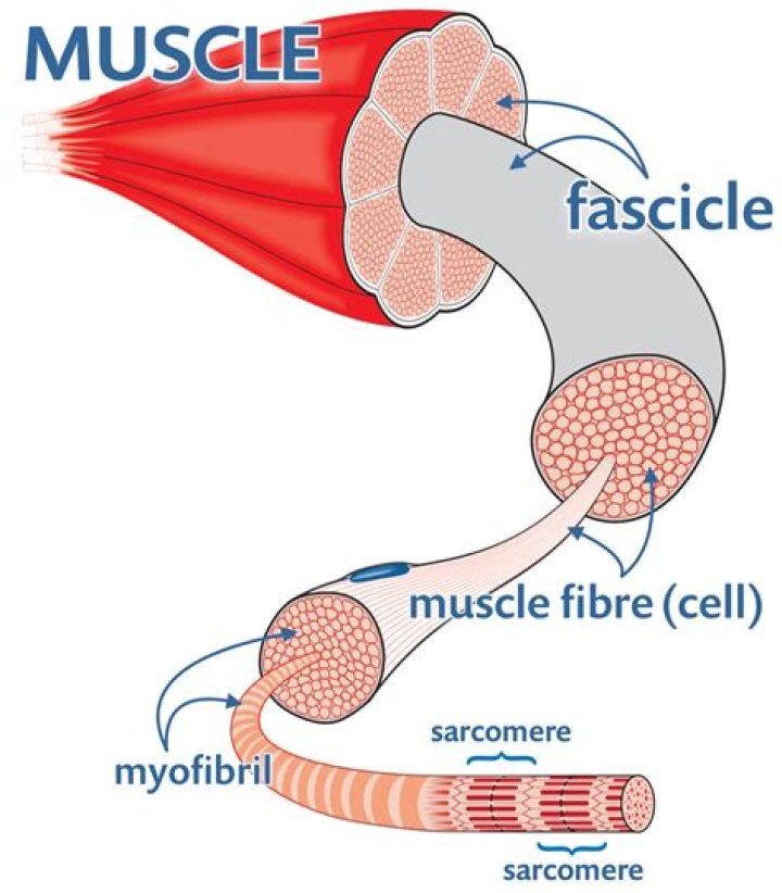 What does the fascicle do