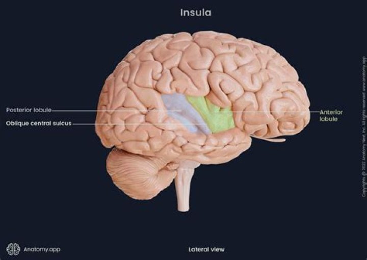 What does the insula part of the brain do