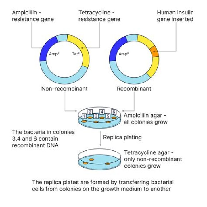 What does the SRY gene code for