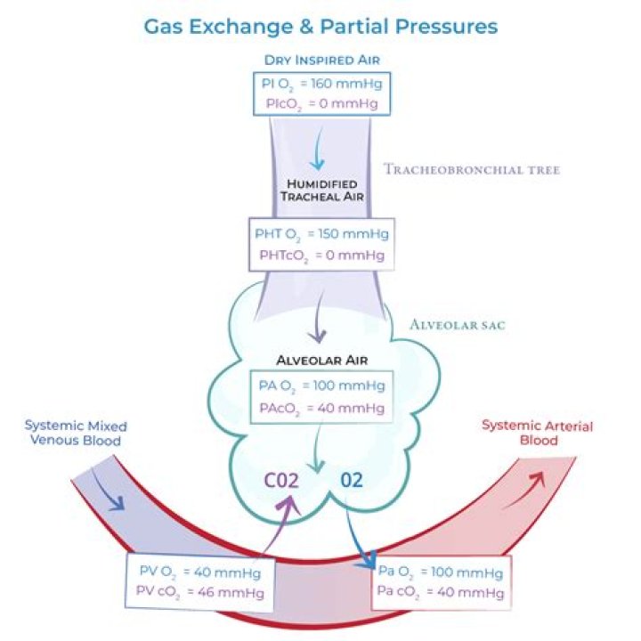 What factors determine alveolar partial pressures