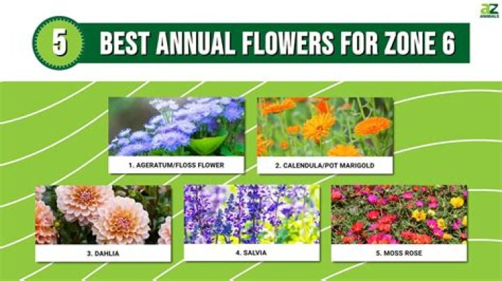 What flowers grow best in zone 9a