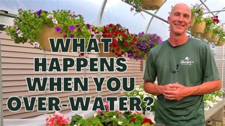 What happens if you over water sod