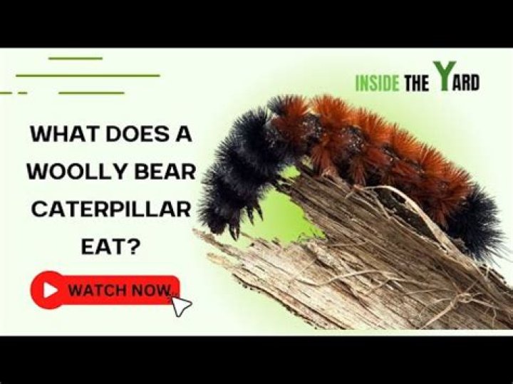 What herbs do caterpillars eat