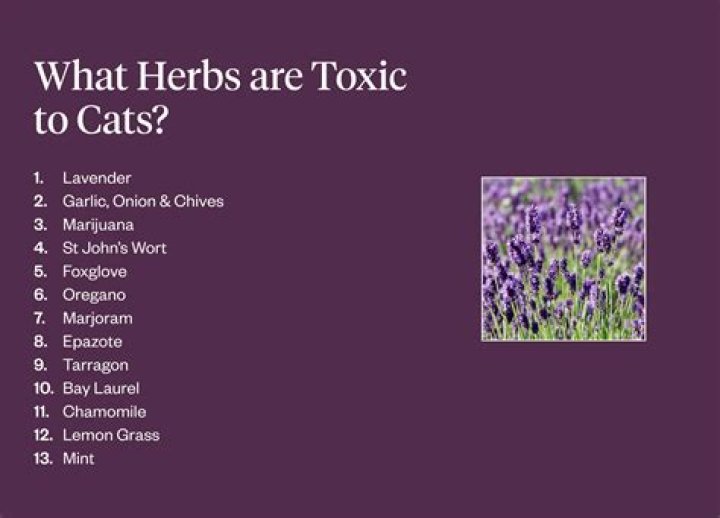 What herbs do cats hate