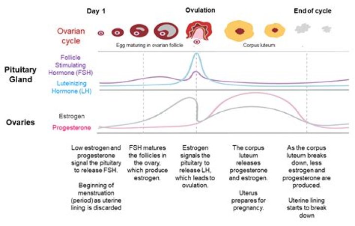 What hormones are involved in the ovarian cycle