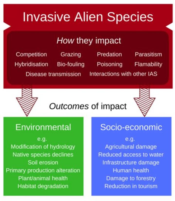 What impact can introduced species have on native species